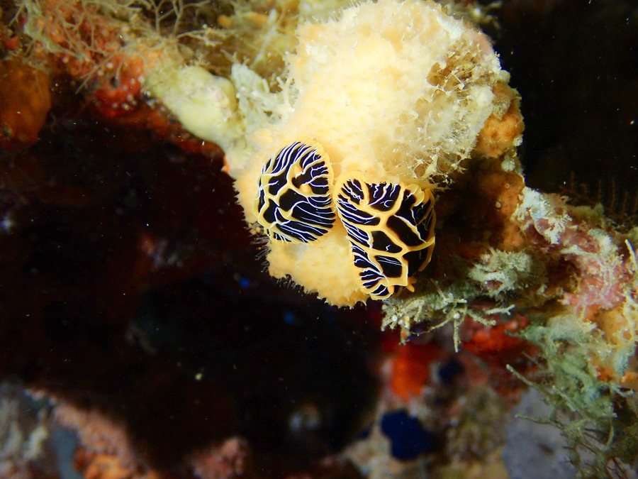 Reticulidia halgerda