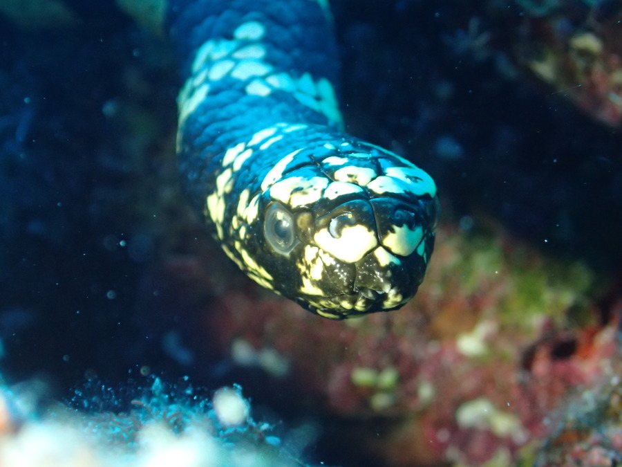 Emydocephalus annulatus