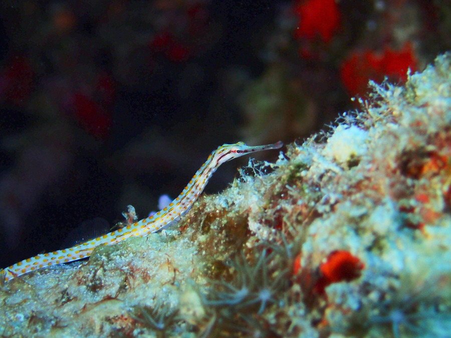 Poisson-pipe