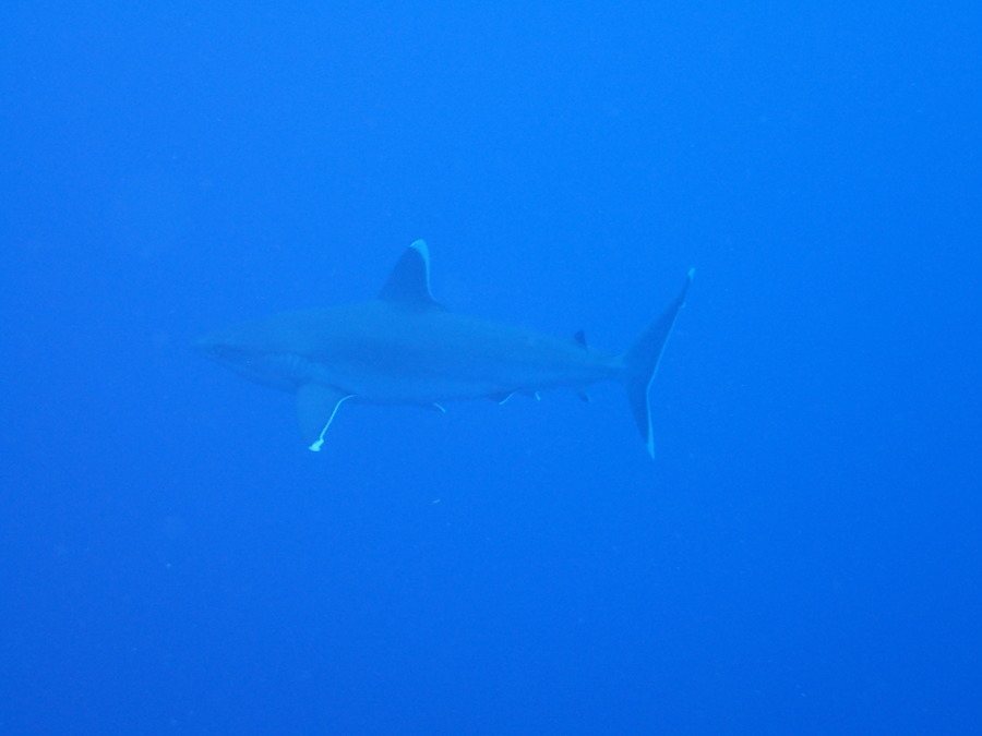 Requin pointe blanche (albi)