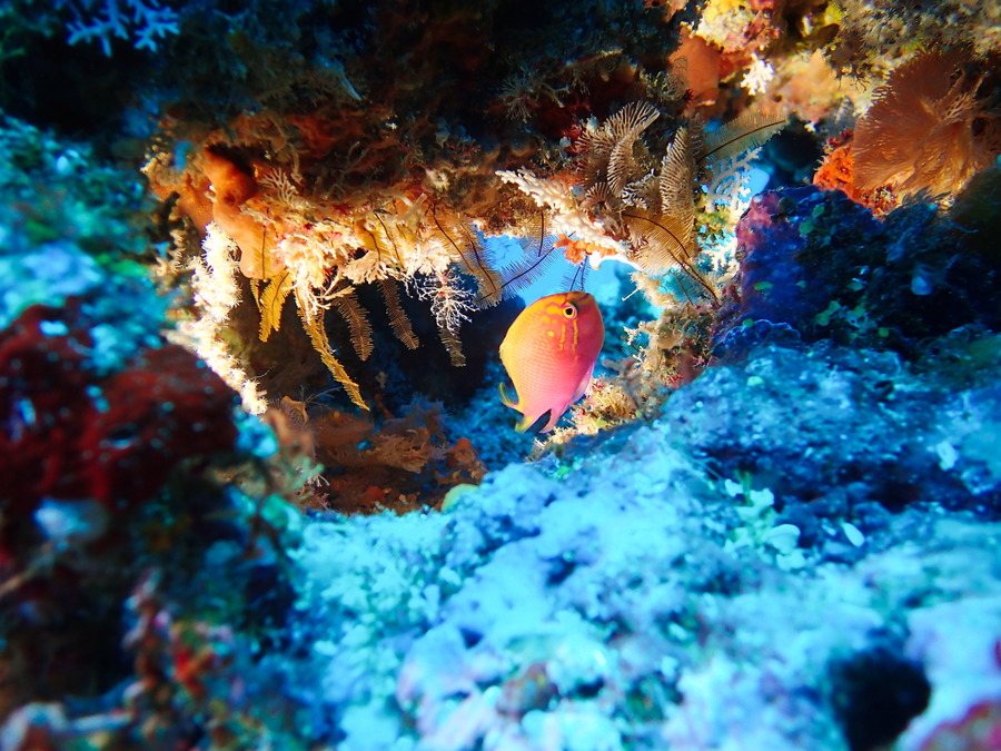 Pseudanthias pascalus