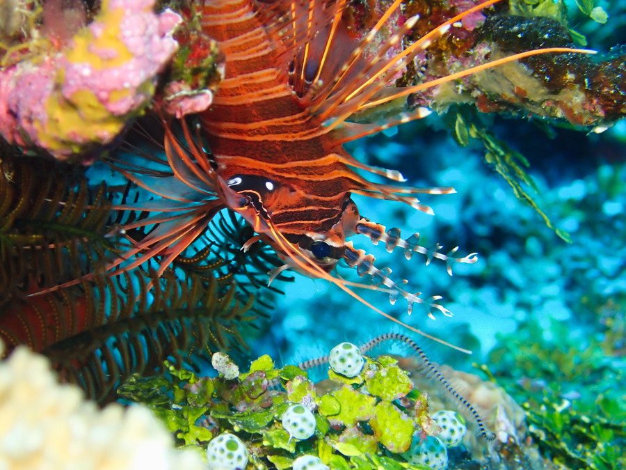 Pterois antennata