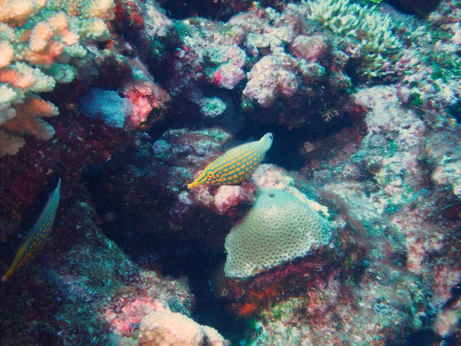 Oxymonacanthus longirostris