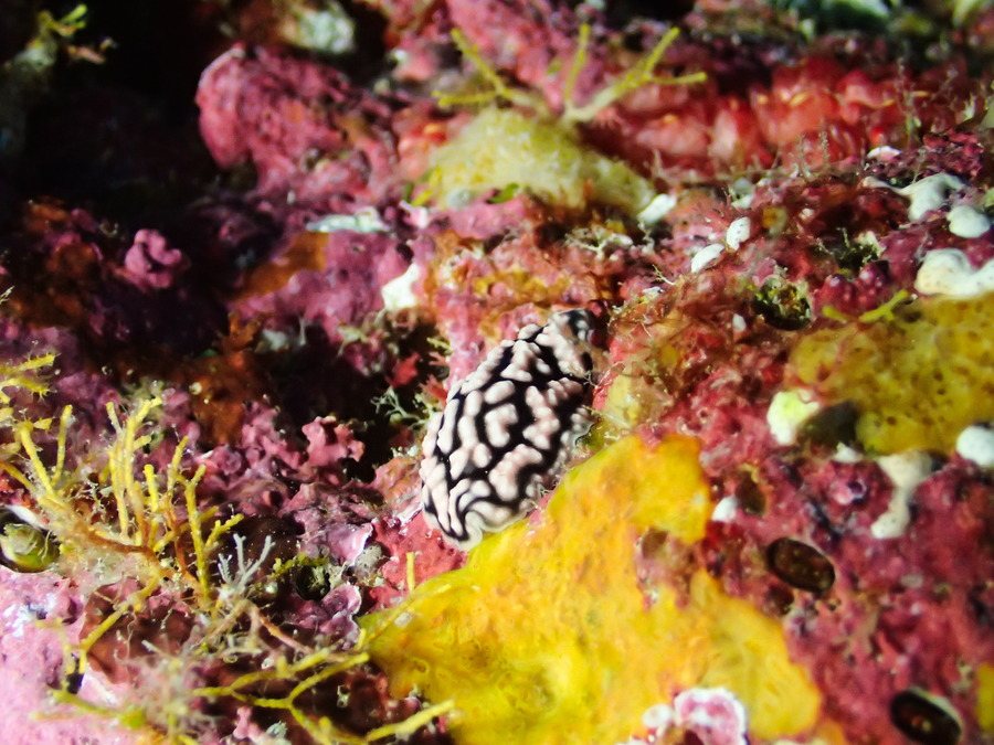 Phyllidiella pustulosa