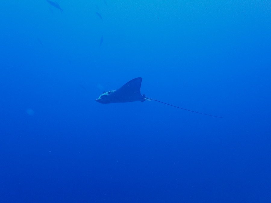 Aetobatus ocellatus
