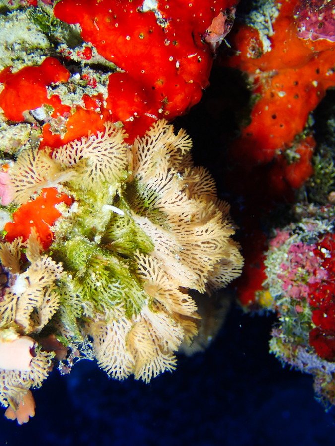 Reteporellina sp.