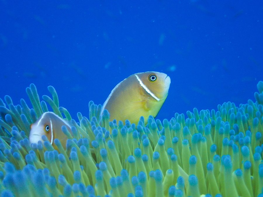 Amphiprion perideraion