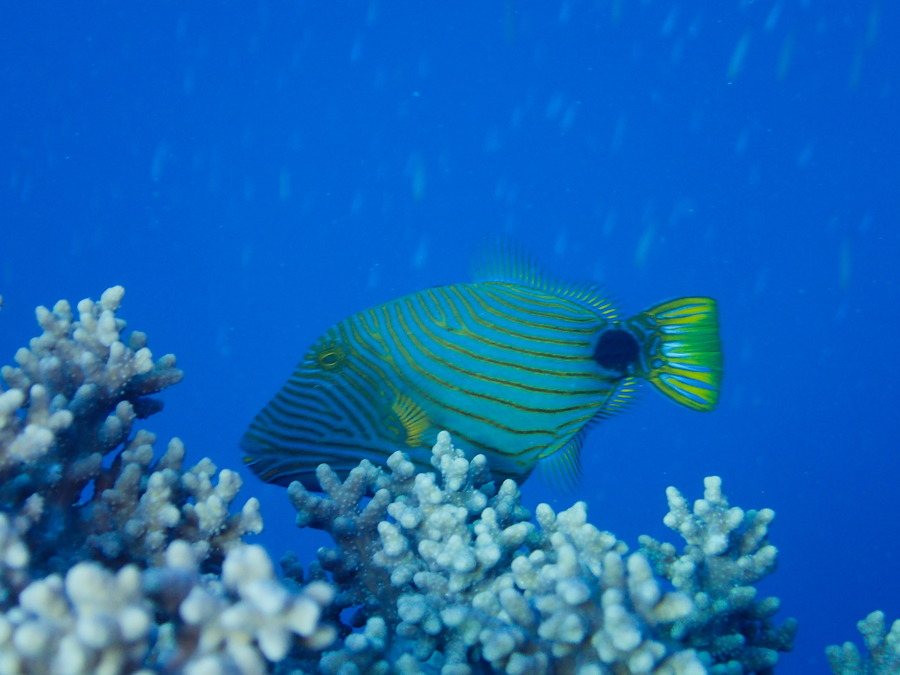 Balistapus undulatus