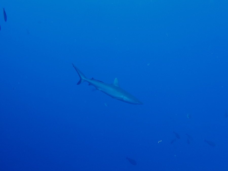 Requin gris de récif