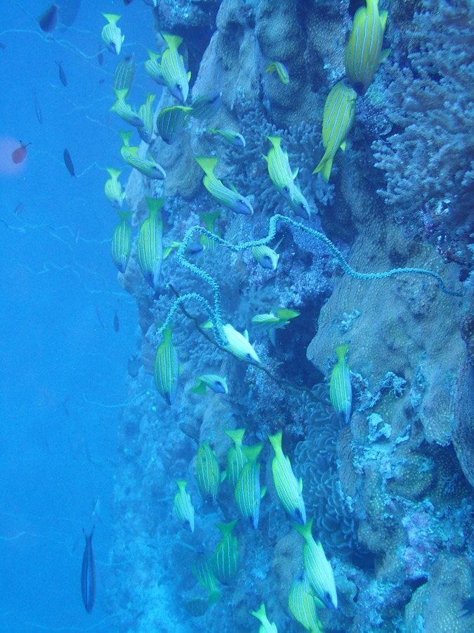 Lutjanus kasmira