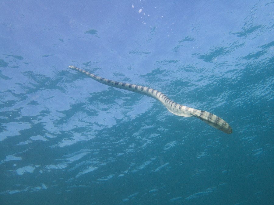 Hydrophis major