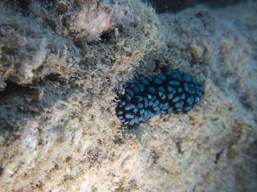 Phyllidiella pustulosa