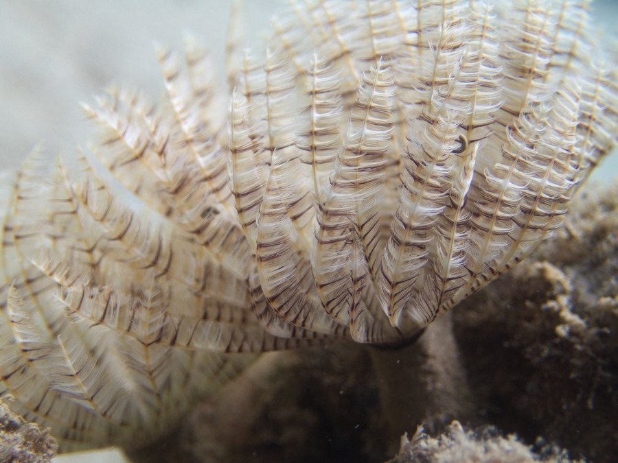 Sabellastarte sp.