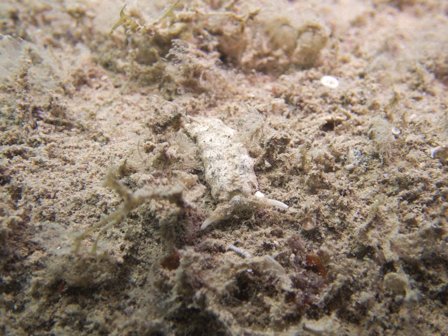 Plakobranchus ocellatus