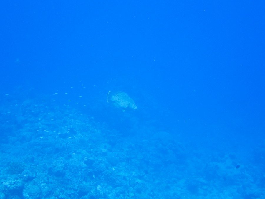 Cheilinus undulatus