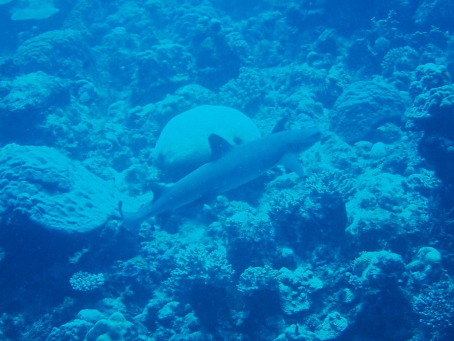 Requin gris de récif