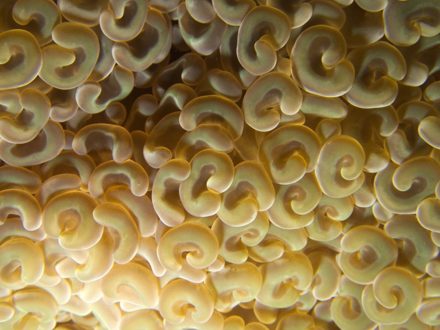 Euphyllia ancora