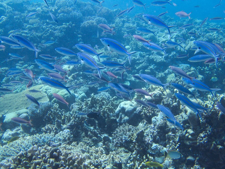 Caesio caerulaurea