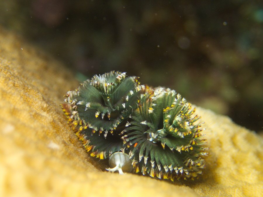 Spirobranchus corniculatus