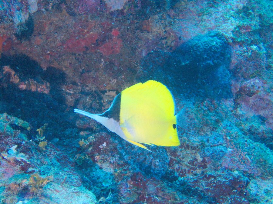 Forcipiger flavissimus