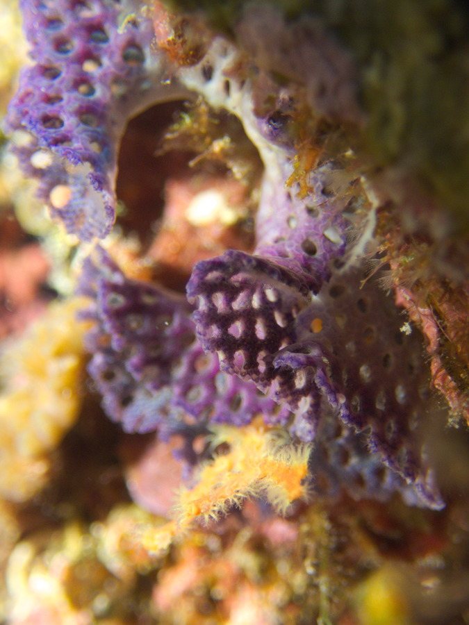 Iodictyum buchneri