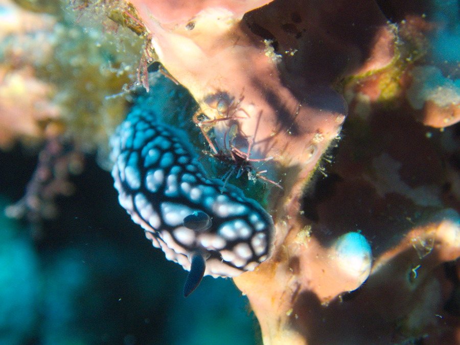 Phyllidiella pustulosa