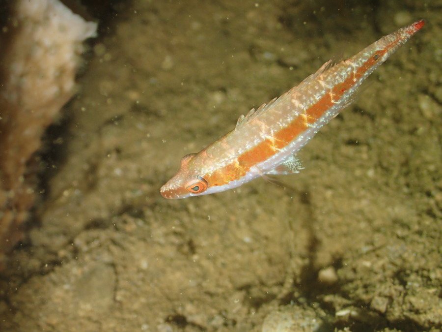 Oxycheilinus sp.