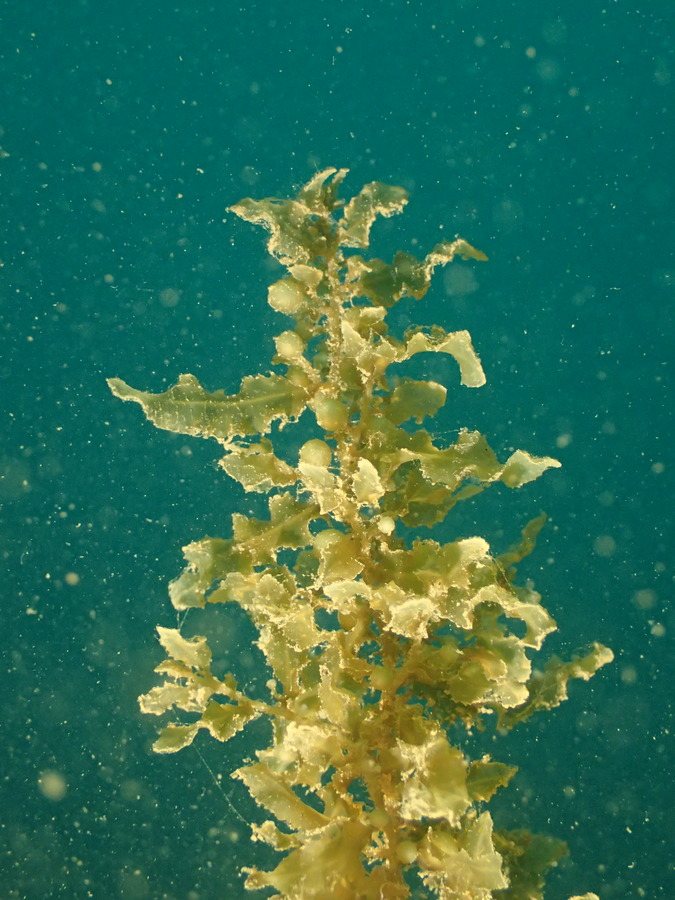 Hormophysa cuneiformis