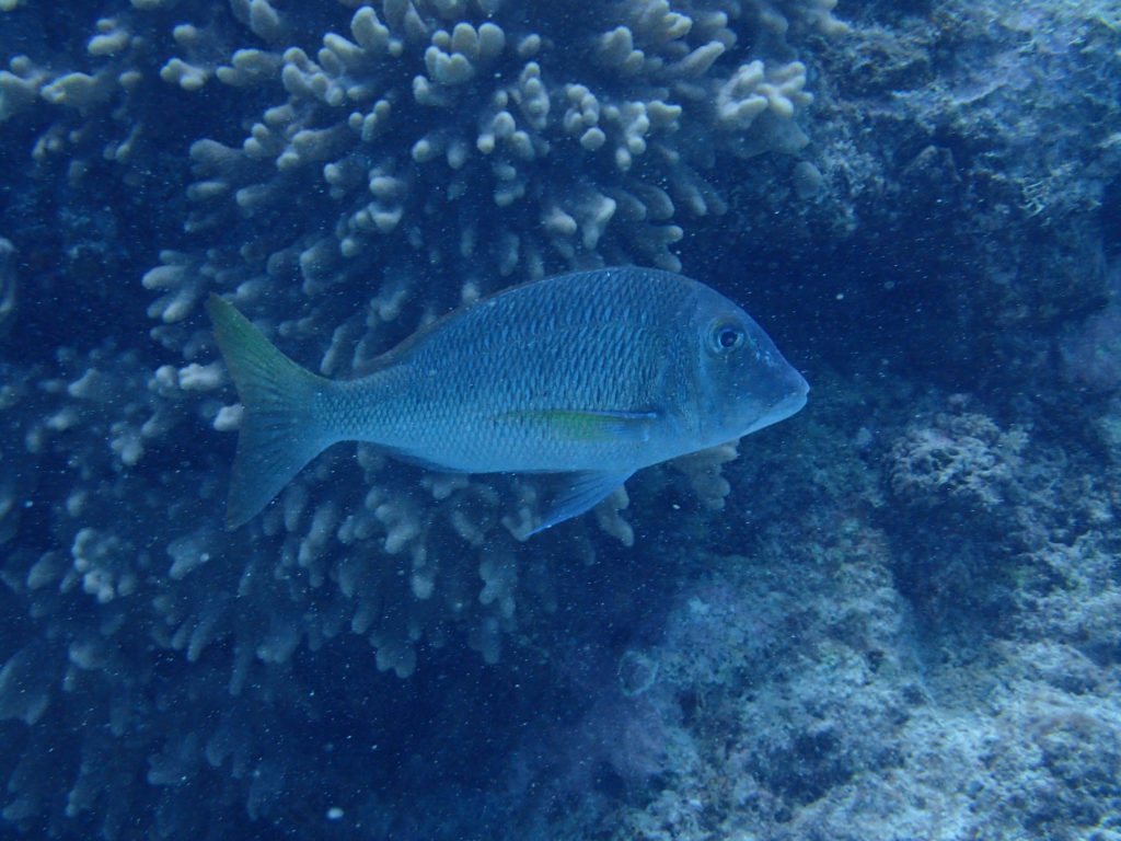 Lethrinus laticaudis