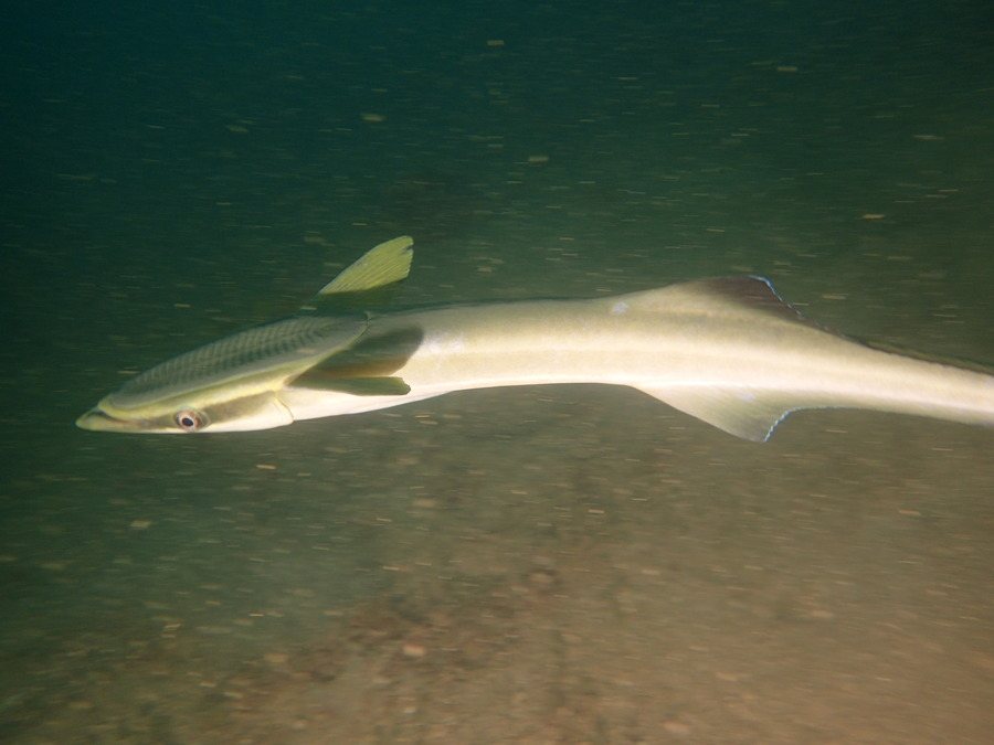 Rémoras