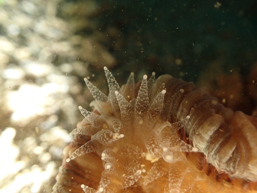 Trachyphyllia geoffroyi