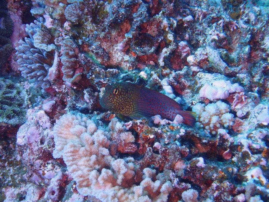 Poissons osseux