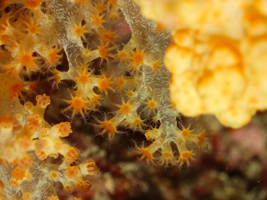 Corail mou
