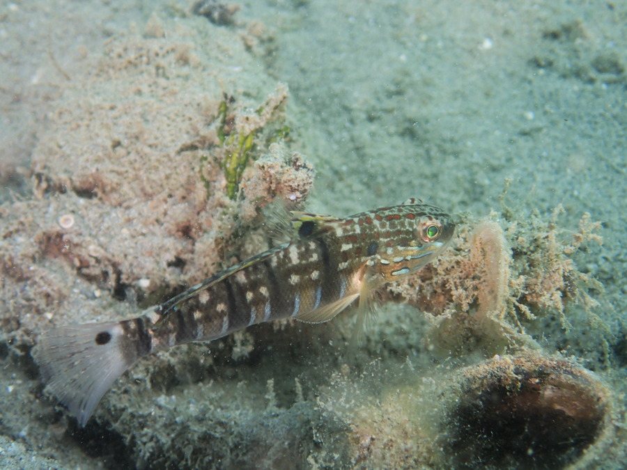 Amblygobius phalaena