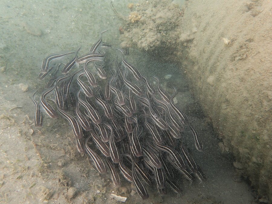 Plotosus lineatus