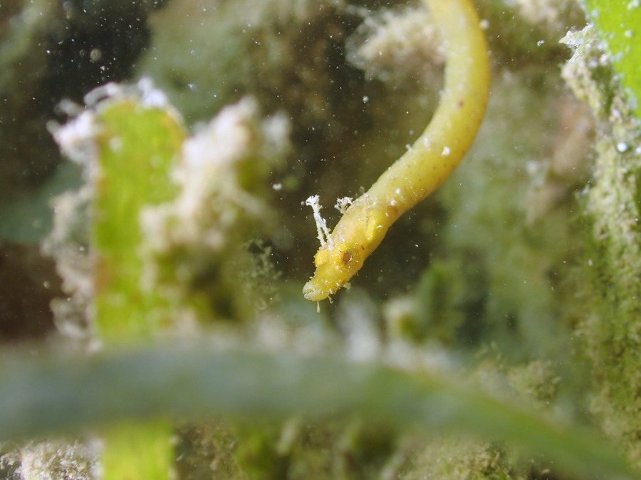 Halicampus dunckeri