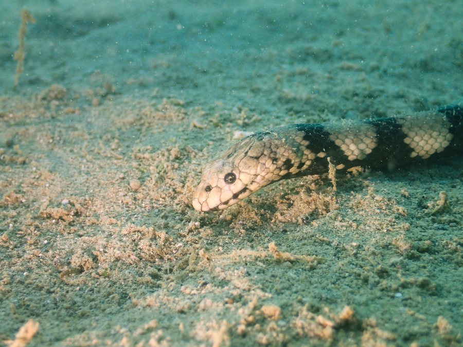 Serpent marin