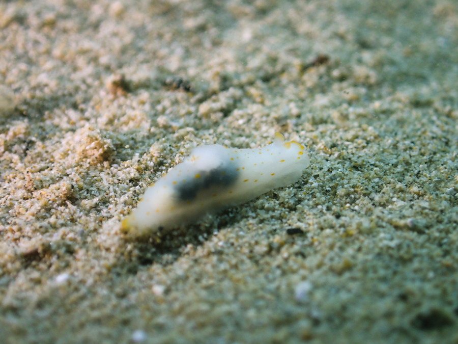 Gymnodoris sp.
