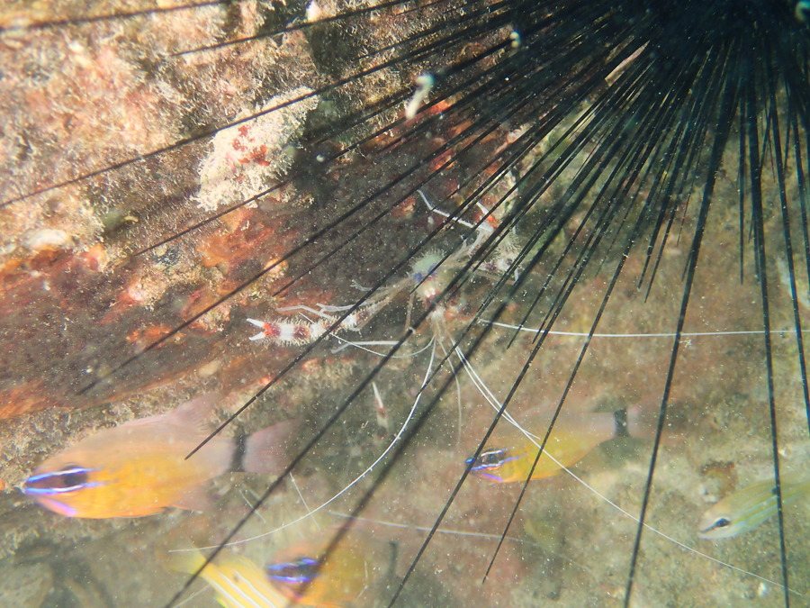Stenopus hispidus