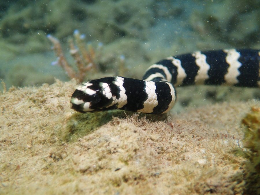 Emydocephalus annulatus