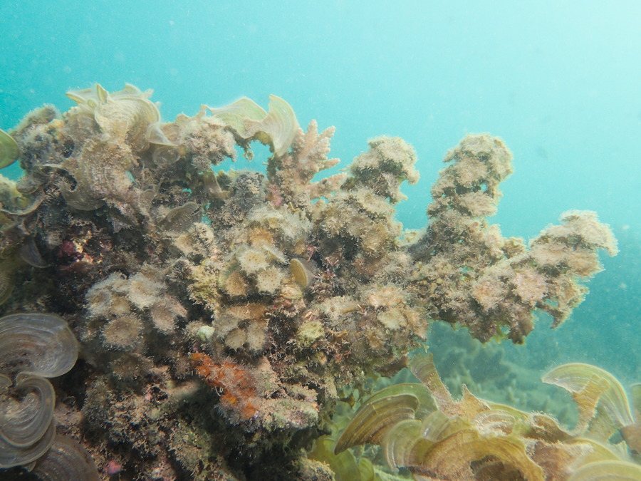 Turbinaria ornata