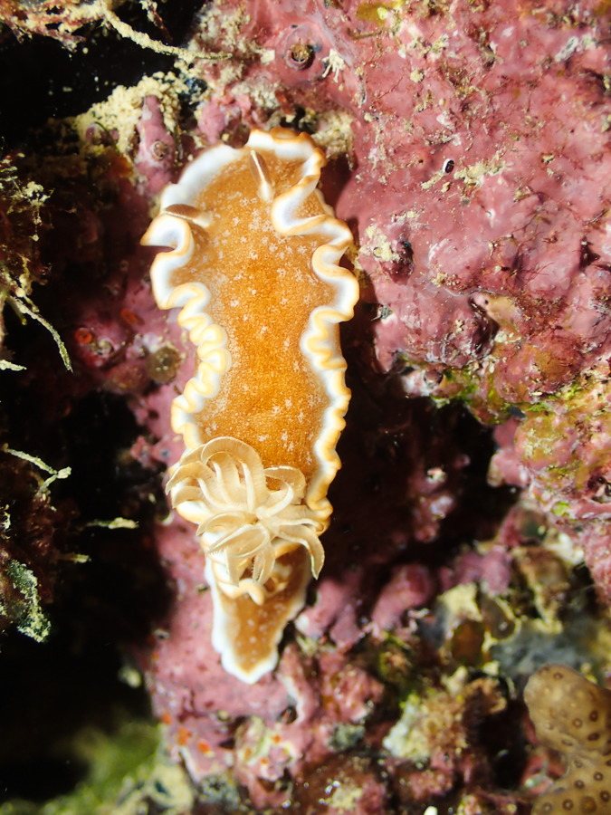 Glossodoris rufomarginata