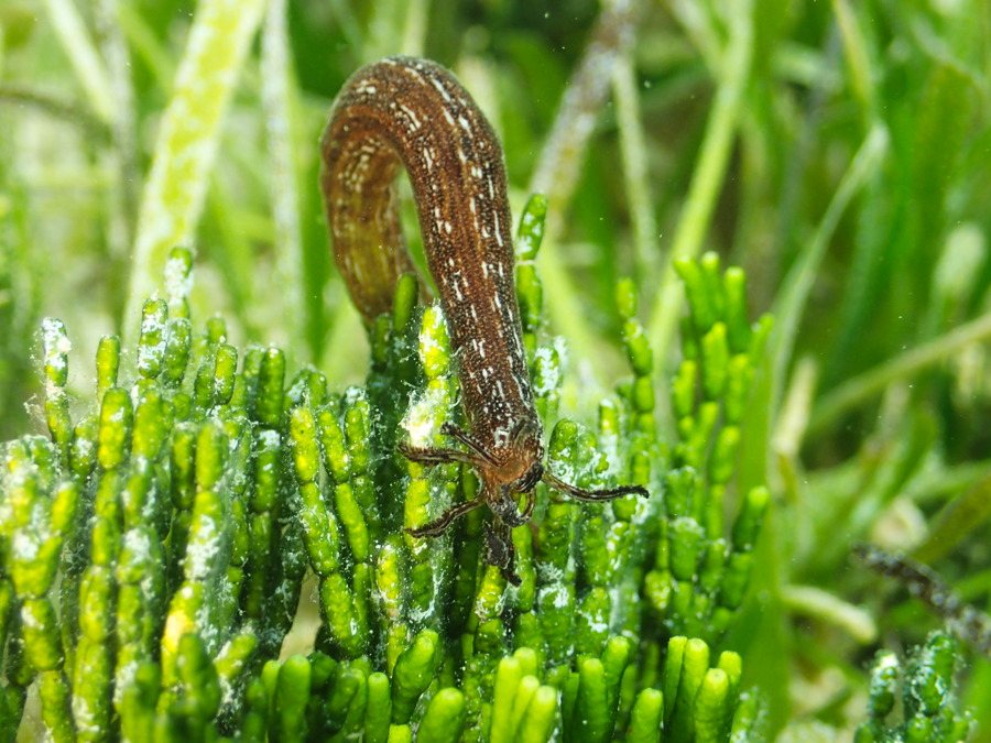 Synaptula media