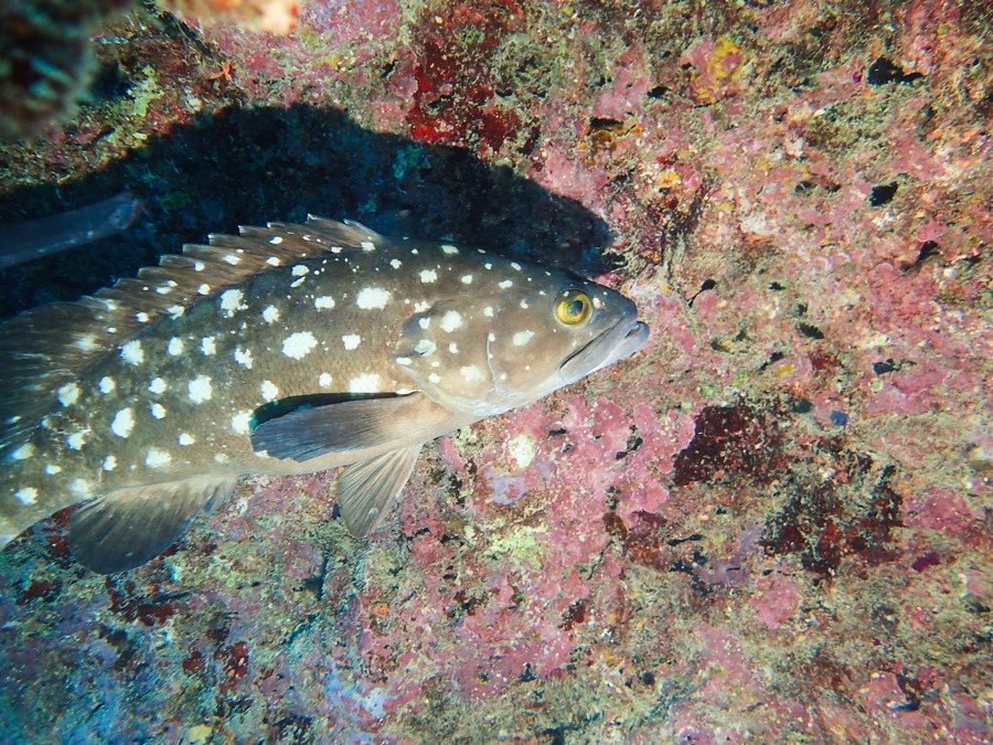 Epinephelus coeruleopunctatus