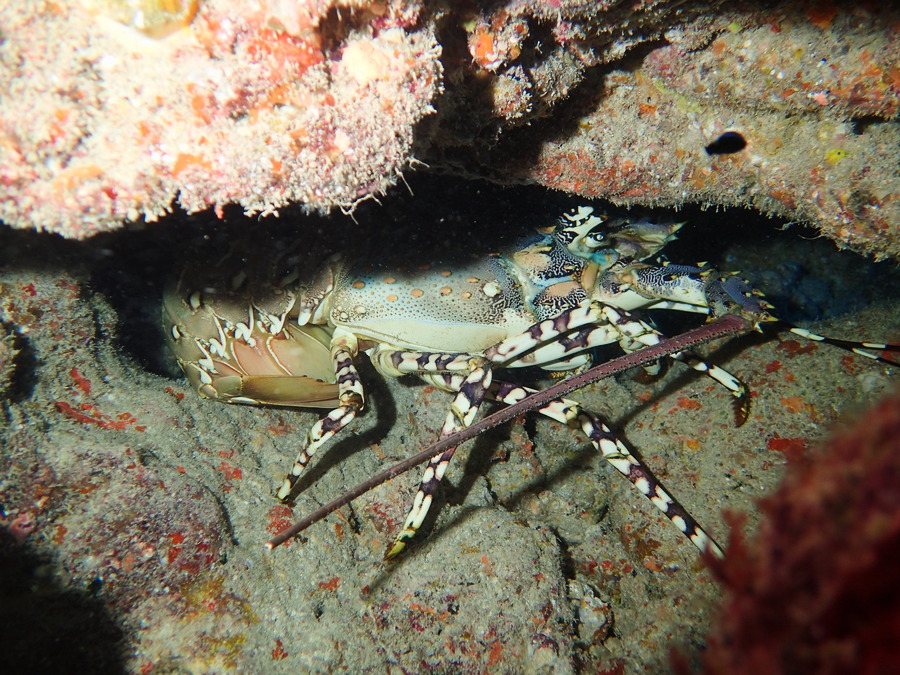 Langouste