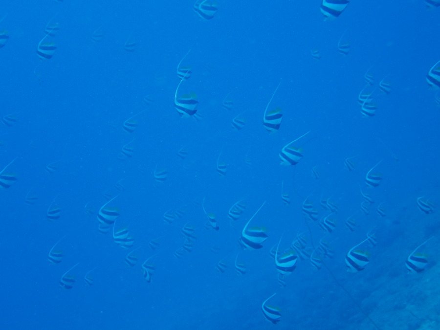 Heniochus acuminatus