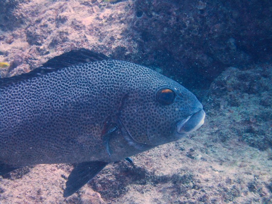 Plectorhinchus chaetodonides