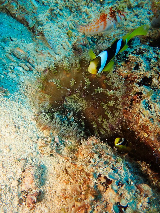 Amphiprion clarkii