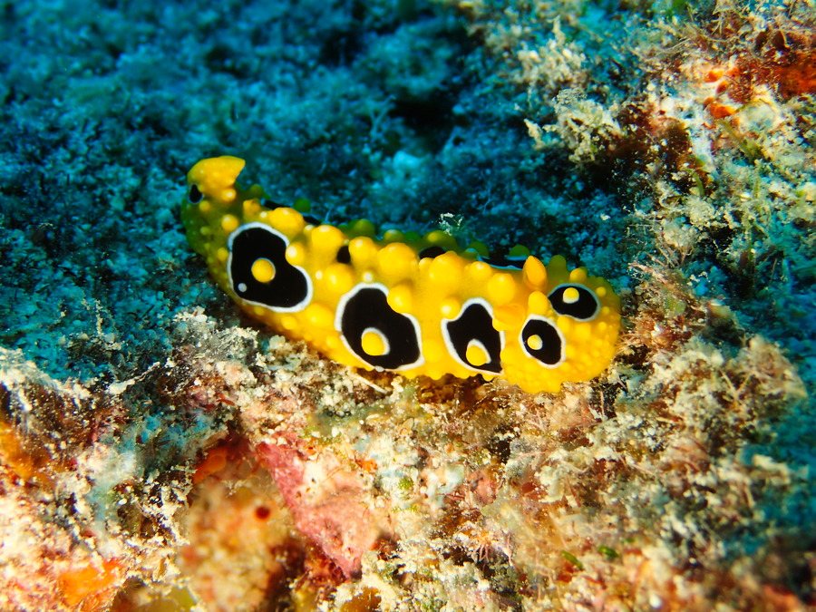 Phyllidia ocellata