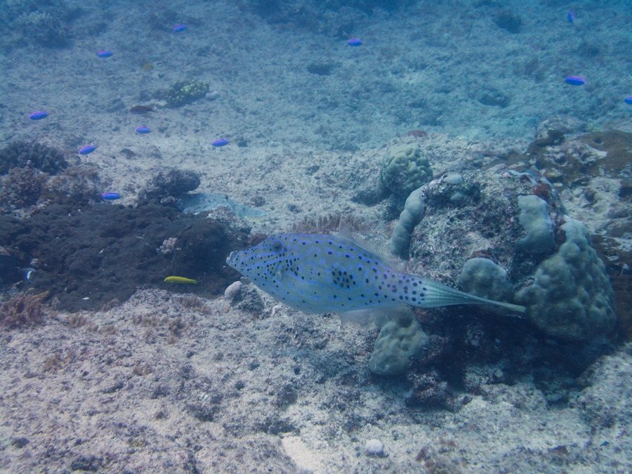 Aluterus scriptus